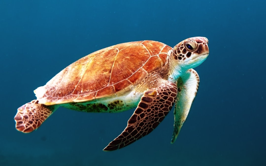 Photo sea turtle