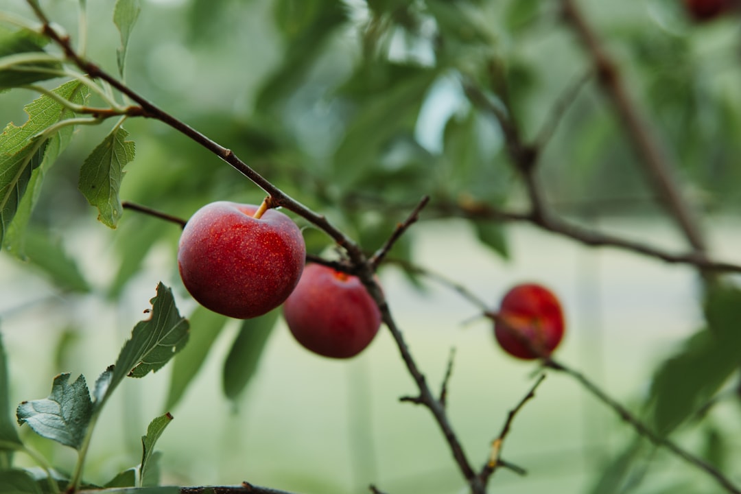 Photo Fruit, Red Plum